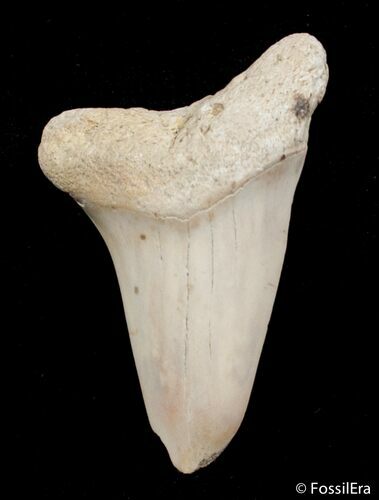 Inch Summerville Fossil Mako Shark Tooth #2835
